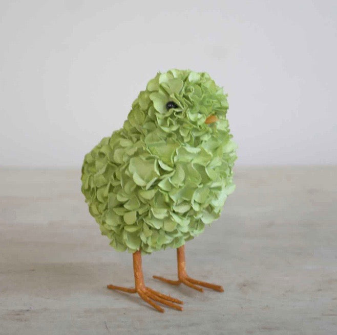 Hydrangea chick