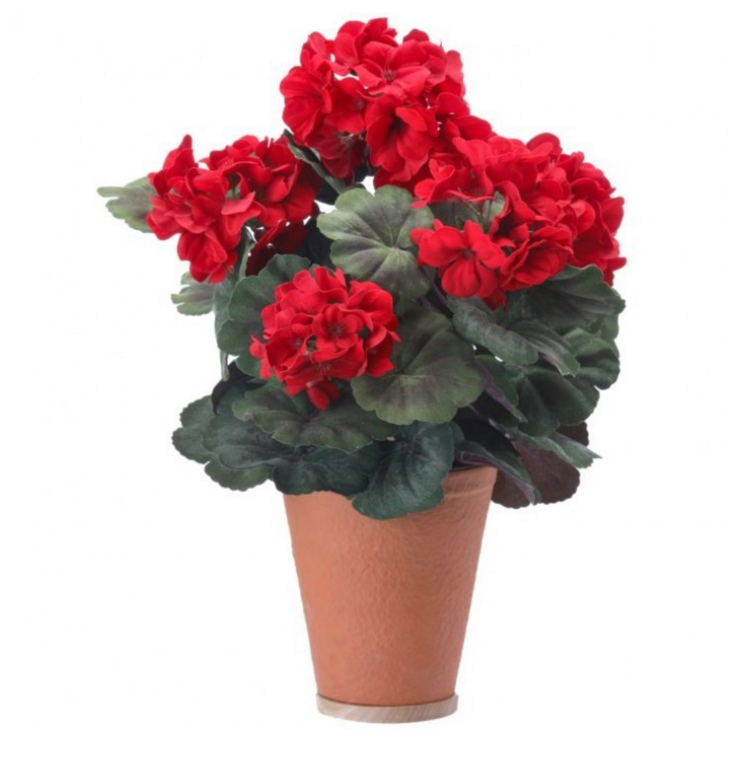 Potted Red Geraniums