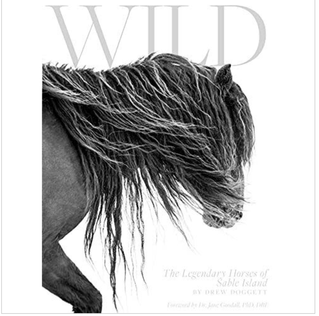 Wild Legendary Horses of Sable Island